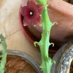 Frerea indica പുഷ്പം