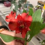 Alstroemeria spp. Virág