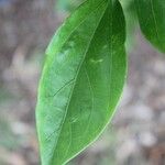 Hibiscus boryanus Blad