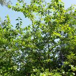 Morus alba Hábito