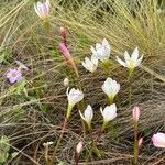 Zephyranthes minuta Квітка