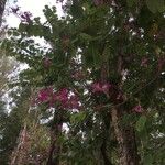 Bauhinia purpureaफूल