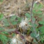 Emilia lyrata Fruit