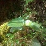 Begonia cucullata Folha