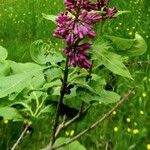 Syringa josikaea Flower