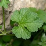 Erodium chium Leaf