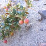 Berberis mucrifolia Elinympäristö