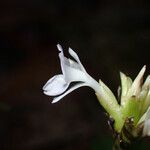 Goeppertia micans Flower