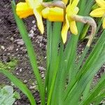 Narcissus cyclamineus Yeri