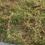 Chamaemelum nobile Habit