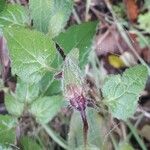 Campanula trachelium Blad