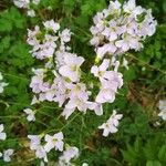 Cardamine pratensisFleur