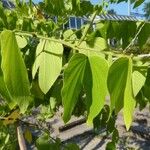 Bauhinia forficata 葉