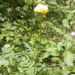 Cirsium erisithales Blomma