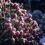 Rhododendron lanigerum عادت