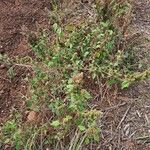 Amaranthus retroflexus Habitus