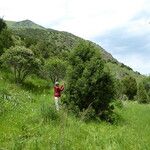 Juniperus semiglobosa Характер