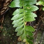 Asplenium marinum Leaf