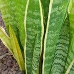 Sansevieria trifasciata পাতা