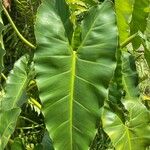 Philodendron giganteum Leaf