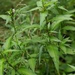 Persicaria hydropiper Leaf