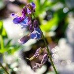 Lathyrus vernusЦветок