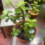 Portulacaria afra Hostoa