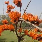 Erythrina poeppigiana Цветок