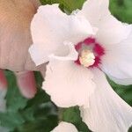 Hibiscus syriacus花