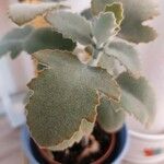 Kalanchoe millotii Leaf