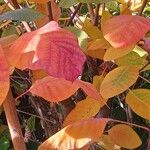 Cotinus coggygria Levél