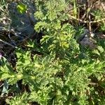 Dysphania multifida Hoja