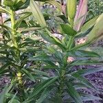 Lilium bulbiferum Habitus