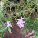 Campylanthus glaber Květ