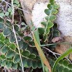 Asplenium ceterachFoglia