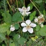 Rubus discolor Õis