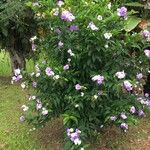 Brunfelsia pauciflora عادت داشتن