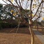 Handroanthus serratifolius Vekstform