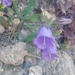 Campanula pelviformis Flor