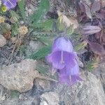 Campanula pelviformis Flower