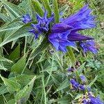 Gentiana asclepiadeaFlower