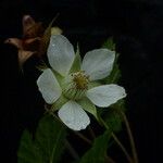 Rubus nepalensis Хабит