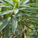 Euphorbia broussonetii 叶