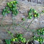 Clavija costaricana Fruit