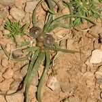 Asphodelus acaulis 形態