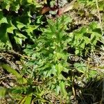 Carlina acaulis Feuille