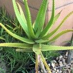 Aloe dawei 葉