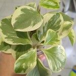 Peperomia magnoliifoliaЛист