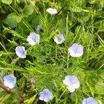 Linum usitatissimum Blomma