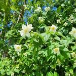 Philadelphus inodorus Floare